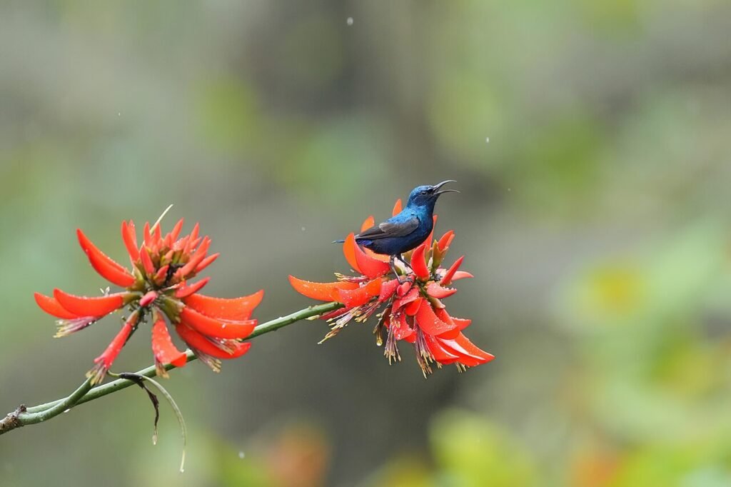Purple sunbird recorded while birdwatching in Jim Corbett National Park