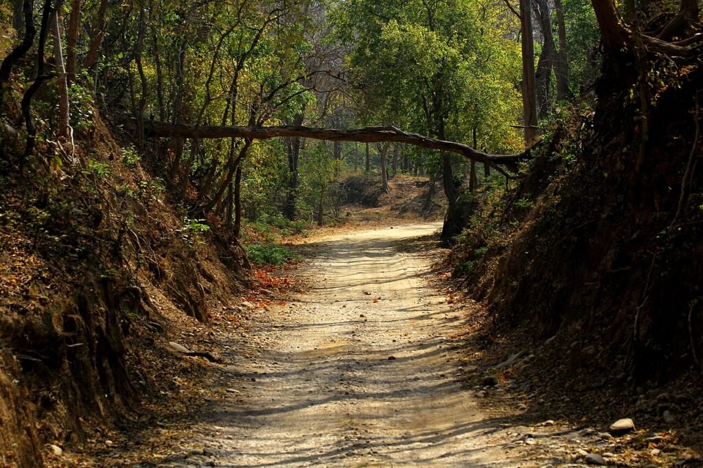 Forest track through one of the Jim Corbett National Park safari zones